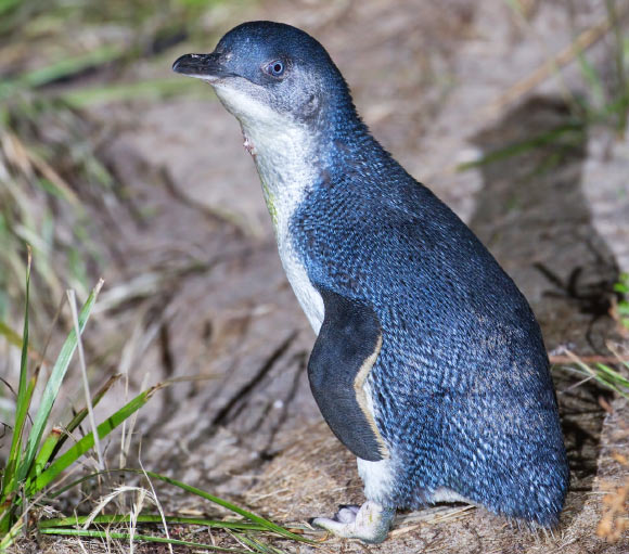 The Australian little penguin (Eudyptula novaehollandia), Bruny Island, Tasmania, Australia. Image credit: J.J. Harrison / CC BY-SA 3.0.
