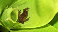 The Teresensis’ bromeliad treefrog (Dendropsophus bromeliaceus), male. Image credit: Ferreira R.B. et al.
