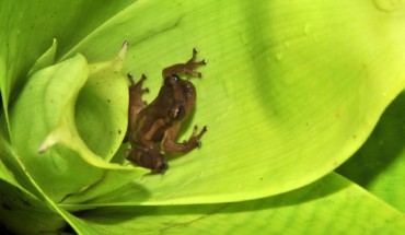 The Teresensis’ bromeliad treefrog (Dendropsophus bromeliaceus), male. Image credit: Ferreira R.B. et al.