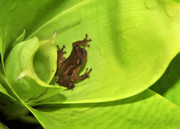 The Teresensis’ bromeliad treefrog (Dendropsophus bromeliaceus), male. Image credit: Ferreira R.B. et al.