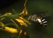 The blue-banded bee Amegilla murrayensis. Image credit: Callin Switzer.