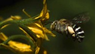 The blue-banded bee Amegilla murrayensis. Image credit: Callin Switzer.