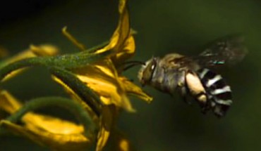 The blue-banded bee Amegilla murrayensis. Image credit: Callin Switzer.