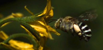The blue-banded bee Amegilla murrayensis. Image credit: Callin Switzer.