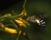 The blue-banded bee Amegilla murrayensis. Image credit: Callin Switzer.