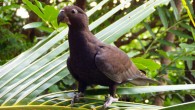 A greater vasa parrot (Coracopsis vasa) in Madagascar. Image credit: Adventure Expedition Madagaskar / CC BY-SA 3.0.