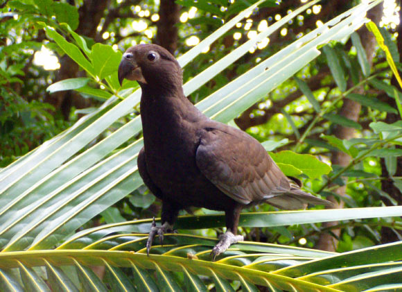 A greater vasa parrot (Coracopsis vasa) in Madagascar. Image credit: Adventure Expedition Madagaskar / CC BY-SA 3.0.