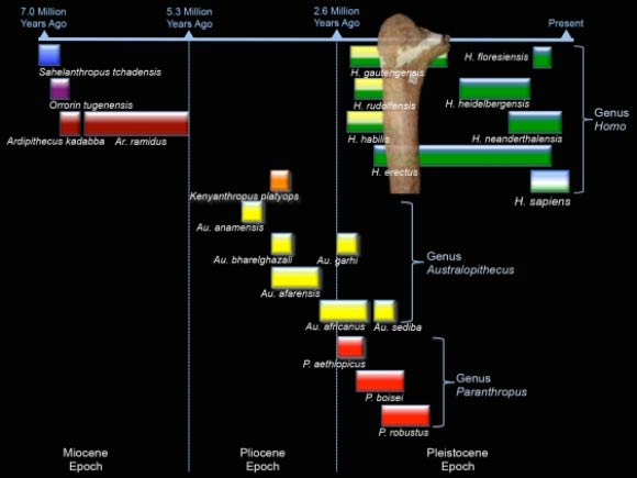 Human evolution timeline showing where the Maludong femur probably fits. Image credit: Darren Curnoe / Ji Xueping.
