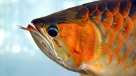 The arowana (Scleropages sp.). Image credit: Marcel Burkhard / CC BY-SA 3.0.