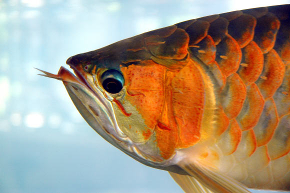 The arowana (Scleropages sp.). Image credit: Marcel Burkhard / CC BY-SA 3.0.