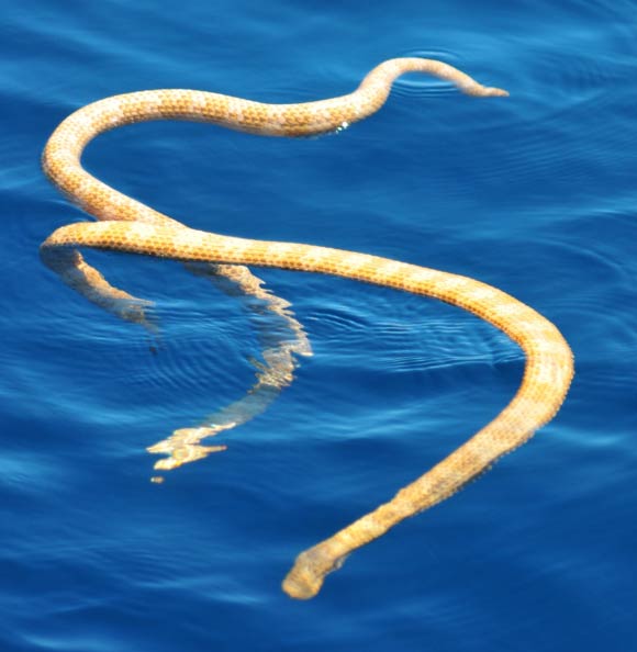 Short-nosed sea snakes (Aipysurus apraefrontalis). Image credit: Grant Griffin / WA Parks and Wildlife Service.
