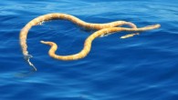 Short-nosed sea snakes. Image credit: Grant Griffin / WA Parks and Wildlife Service.