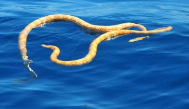 Short-nosed sea snakes. Image credit: Grant Griffin / WA Parks and Wildlife Service.