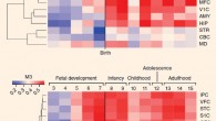 Heatmap of gradient of expression of M1 and M3 spanning fetal development to late adulthood and in topographically distinct cortical regions: A1C - auditory cortex; AMY - amygdala; CBC - cerebellar cortex; DFC - dorsolateral prefrontal cortex; HIP - hippocampus; IPC - posterior inferior parietal cortex; ITC - inferior temporal cortex; M1C - primary motor cortex; MD - mediodorsal nucleus of thalamus; MFC - medial prefrontal cortex; OFC - orbital prefrontal cortex; S1C - primary somatosensory cortex; STC - superior temporal cortex; STR - striatum; V1C - primary visual cortex; VFC - ventrolateral prefrontal cortex. Image credit: Michael R. Johnson et al, doi: 10.1038/nn.4205.