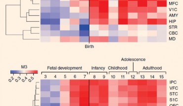 Heatmap of gradient of expression of M1 and M3 spanning fetal development to late adulthood and in topographically distinct cortical regions: A1C - auditory cortex; AMY - amygdala; CBC - cerebellar cortex; DFC - dorsolateral prefrontal cortex; HIP - hippocampus; IPC - posterior inferior parietal cortex; ITC - inferior temporal cortex; M1C - primary motor cortex; MD - mediodorsal nucleus of thalamus; MFC - medial prefrontal cortex; OFC - orbital prefrontal cortex; S1C - primary somatosensory cortex; STC - superior temporal cortex; STR - striatum; V1C - primary visual cortex; VFC - ventrolateral prefrontal cortex. Image credit: Michael R. Johnson et al, doi: 10.1038/nn.4205.