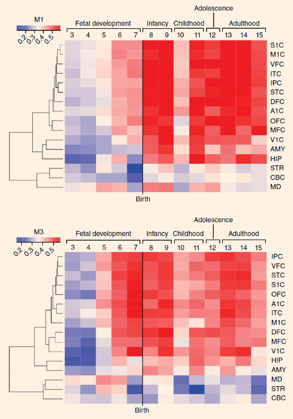Heatmap of gradient of expression of M1 and M3 spanning fetal development to late adulthood and in topographically distinct cortical regions: A1C - auditory cortex; AMY - amygdala; CBC - cerebellar cortex; DFC - dorsolateral prefrontal cortex; HIP - hippocampus; IPC - posterior inferior parietal cortex; ITC - inferior temporal cortex; M1C - primary motor cortex; MD - mediodorsal nucleus of thalamus; MFC - medial prefrontal cortex; OFC - orbital prefrontal cortex; S1C - primary somatosensory cortex; STC - superior temporal cortex; STR - striatum; V1C - primary visual cortex; VFC - ventrolateral prefrontal cortex. Image credit: Michael R. Johnson et al, doi: 10.1038/nn.4205.