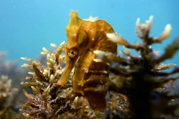 The New Holland seahorse (Hippocampus whitei). Image credit: Sylke Rohrlach / CC BY-SA 2.0.