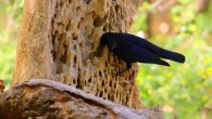 A New Caledonian crow (Corvus moneduloides). Image credit: Jolyon Troscianko.
