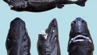 The Ninja Lanternshark (Etmopterus benchleyi), adult female, 45.8 cm long. Image credit: V.E. Vásquez et al.