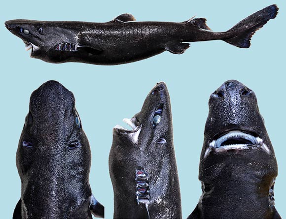 The Ninja Lanternshark (Etmopterus benchleyi), adult female, 45.8 cm long. Image credit: V.E. Vásquez et al.