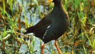 A new genus Paragallinula is established for the lesser moorhen, which was previously assigned to the genus Gallinula. This photograph illustrates two diagnostic character states differentiating the new genus from Gallinula: the orange coloration on the frontal shield does not cover the entire shield, and the lack of a contrasting reddish band on the legs proximal to the ankle joint. Image credit: Mark Tittley, via George Sangster et al, doi: 10.5852/ejt.2015.153.