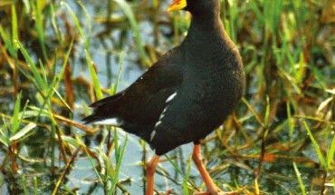 A new genus Paragallinula is established for the lesser moorhen, which was previously assigned to the genus Gallinula. This photograph illustrates two diagnostic character states differentiating the new genus from Gallinula: the orange coloration on the frontal shield does not cover the entire shield, and the lack of a contrasting reddish band on the legs proximal to the ankle joint. Image credit: Mark Tittley, via George Sangster et al, doi: 10.5852/ejt.2015.153.
