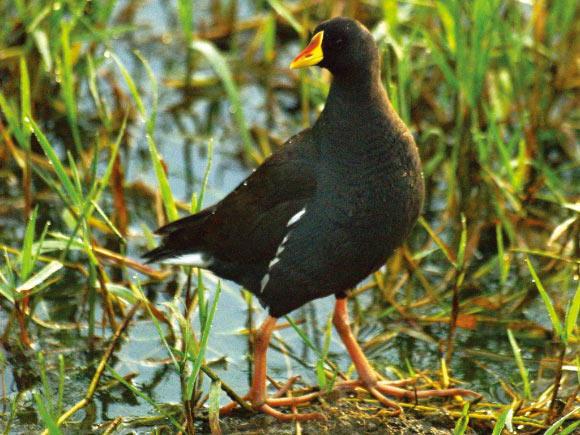 A new genus Paragallinula is established for the lesser moorhen, which was previously assigned to the genus Gallinula. This photograph illustrates two diagnostic character states differentiating the new genus from Gallinula: the orange coloration on the frontal shield does not cover the entire shield, and the lack of a contrasting reddish band on the legs proximal to the ankle joint. Image credit: Mark Tittley, via George Sangster et al, doi: 10.5852/ejt.2015.153.