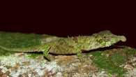 The rosette-nosed chameleon Rhampholeon spinosus - a small (up to 50–55 mm snout-vent length, 3 - 3.5 g), tree-dwelling chameleon - can stick out its tongue with a peak acceleration 264 times greater than the acceleration due to gravity. Image credit: Philip L. Shirk et al., doi: 10.1111/ddi.12239.