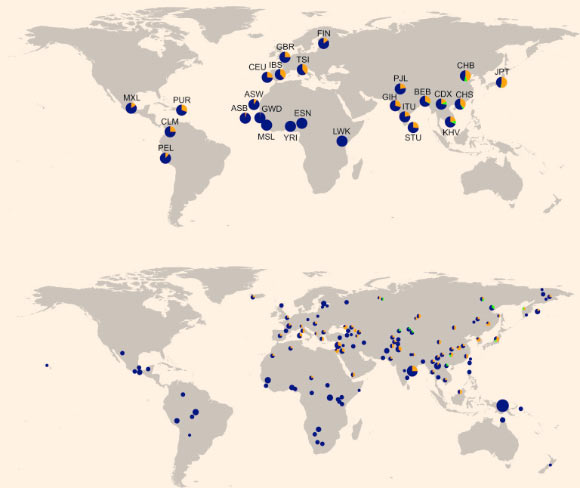 Geographic distribution of the Neanderthal-like TLR haplotypes: world map showing the frequencies of Neanderthal-like core haplotypes in the 1000 Genomes dataset (upper image) and the Simons Genome Diversity Panel (lower image). On the second map, the size of each pie is proportional to the number of individuals within a population; core haplotypes (III - orange; IV - green; non-archaic core haplotypes V, VI, VIII, IX - blue) are colored. Image credit: Michael Dannemann et al.