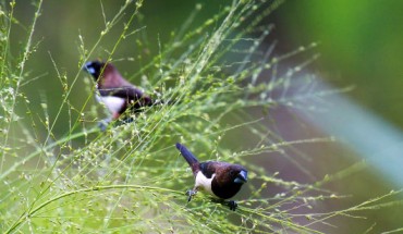 Lonchura striata. Image credit: Thimindu Goonatillake / CC BY-SA 2.0.