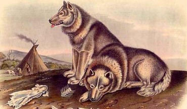 Canadian Eskimo dogs. Illustration by John James Audubon and John Bachman (1845-1848).