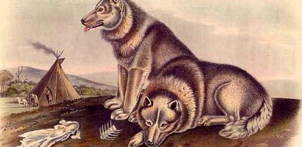 Canadian Eskimo dogs. Illustration by John James Audubon and John Bachman (1845-1848).