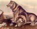 Canadian Eskimo dogs. Illustration by John James Audubon and John Bachman (1845-1848).