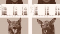Examples of stimuli used in the study: faces (human happy versus angry, dog playful versus aggressive) and their correspondent vocalizations. Image credit: Natalia Albuquerque et al.