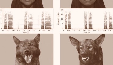 Examples of stimuli used in the study: faces (human happy versus angry, dog playful versus aggressive) and their correspondent vocalizations. Image credit: Natalia Albuquerque et al.