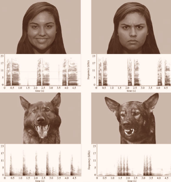 Examples of stimuli used in the study: faces (human happy versus angry, dog playful versus aggressive) and their correspondent vocalizations. Image credit: Natalia Albuquerque et al.