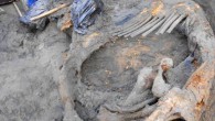 Excavations of the carcass of the woolly mammoth (Mammuthus primigenius) from channel deposits unit. Image credit: Vladimir V. Pitulko et al.