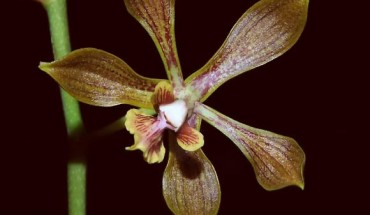 Encyclia inopinata. Image credit: Carlos L. Leopardi-Verde.
