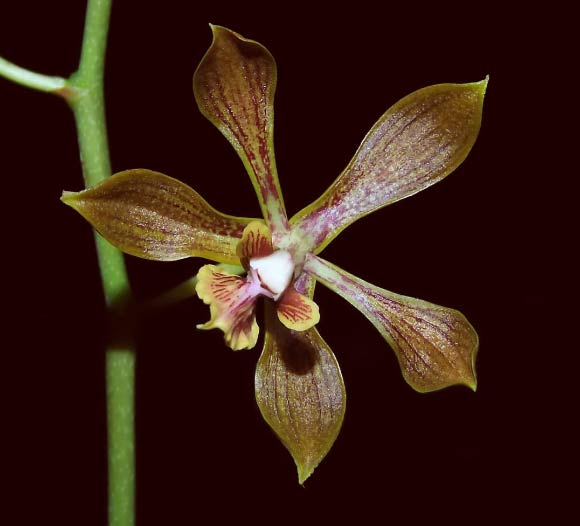 Encyclia inopinata. Image credit: Carlos L. Leopardi-Verde.