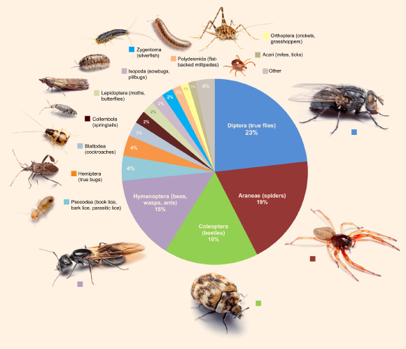 Proportional diversity of arthropod orders across all rooms in the study. Image credit: Bertone M.A. et al., doi: 10.7717/peerj.1582.