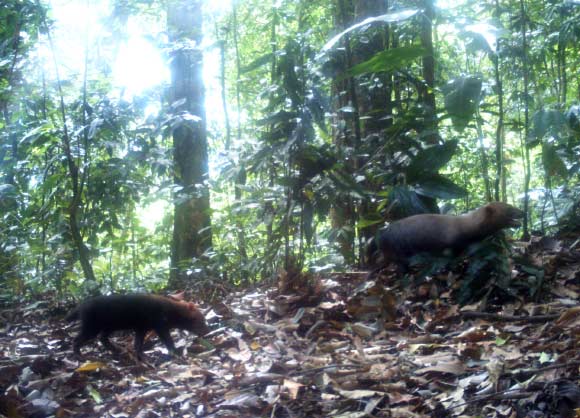 This picture of elusive bush dogs was taken by a camera trap in the wet tropical forest of Pirre, Panama. Image credit: GEMAS Panamá / Fundación Natura / Fondo Darién / Fundación Yaguará Panamá / Southern Illinois University.