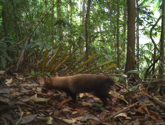 Bush dog photographed in Nusagandi, Panama. Image credit: Fundación Yaguará Panamá / Panama’s Ministry of the Environment.