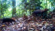 This picture of elusive bush dogs was taken by a camera trap in the wet tropical forest of Pirre, Panama. Image credit: GEMAS Panamá / Fundación Natura / Fondo Darién / Fundación Yaguará Panamá / Southern Illinois University.