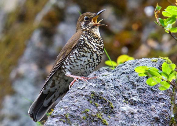 The Himalayan forest thrush (Zoothera salimalii). Image credit: Craig Belsford.