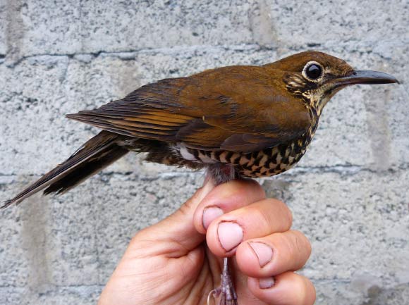 The Himalayan forest thrush (Zoothera salimalii). Image credit: Per Alstrom.