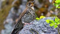 The Himalayan forest thrush (Zoothera salimalii). Image credit: Craig Belsford.