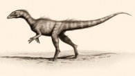 Dracoraptor hanigani restored as a shoreline dwelling predator and scavenger. Image credit: Bob Nichols, paleocreations.com.