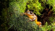 An adult male of Frankixalus jerdonii is emerging out of a tree hole. Image credit: S.D. Biju.