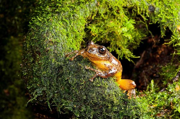 An adult male of Frankixalus jerdonii is emerging out of a tree hole. Image credit: S.D. Biju.