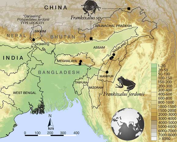 Geographic distribution of Frankixalus in Northeast India and China: circle - Frankixalus jerdonii; square - Frankixalus sp. Image credit: Biju S.D. et al.